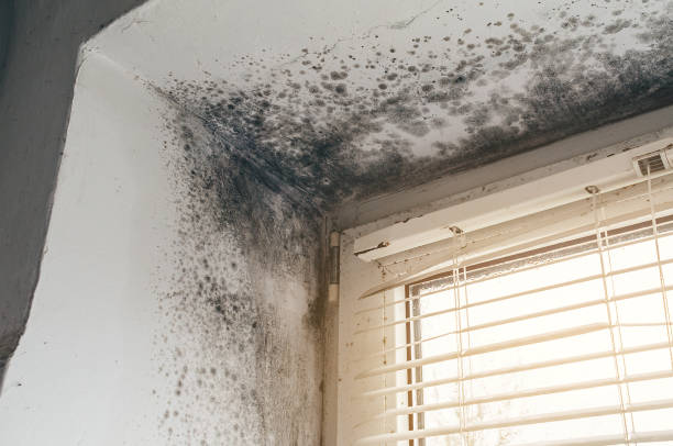 Affordable Basement Mold Removal solutions in Richmond, TX